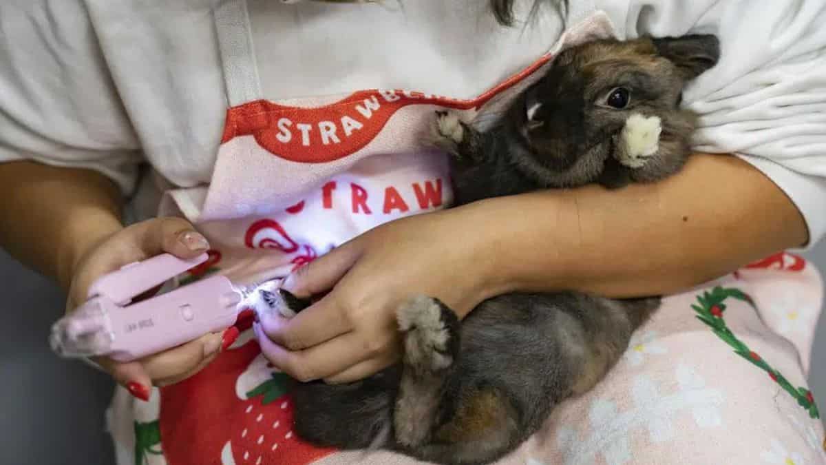 Resorts for rabbits? This country has luxury hotels for bunnies